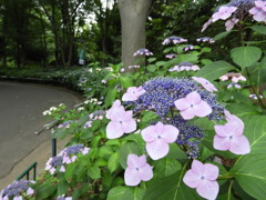 紫陽花 初夏を彩る(^^)♪