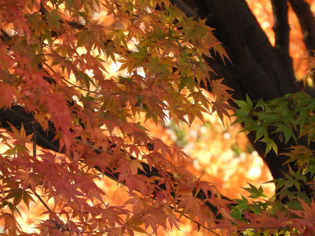 散歩道で紅葉狩り