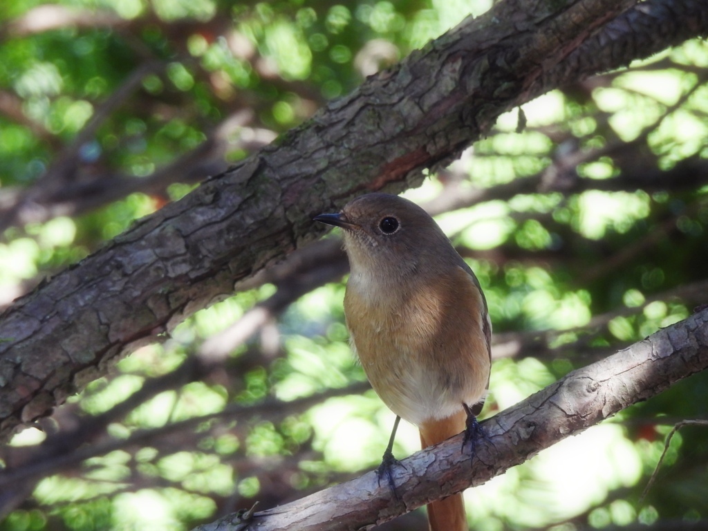 ようこそ...野鳥食堂へ♪