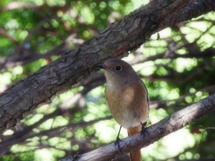 ようこそ...野鳥食堂へ♪