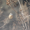 春風が吹いて～