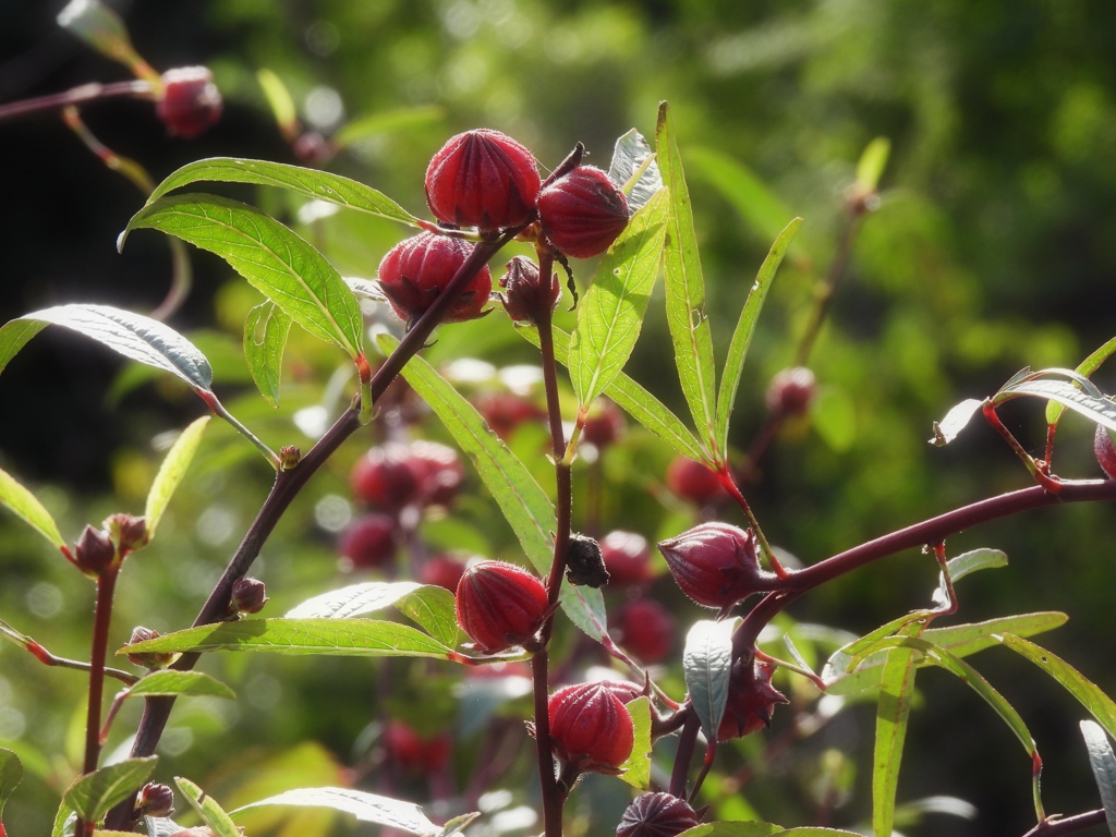 初めまして...。