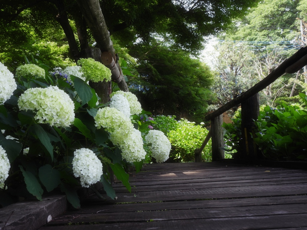 白いお花に魅せられて♪