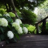 白いお花に魅せられて♪