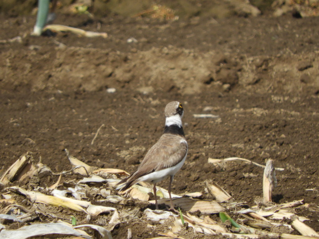 コチドリさん②