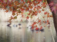 紅葉 いとしの枯れ～♪