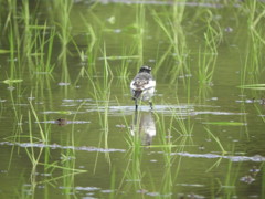 田植えの後で♪ー１