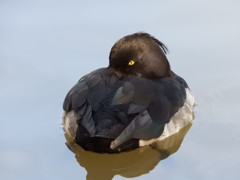 水辺の鳥さんー２