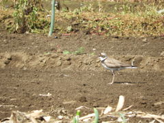 コチドリさん①