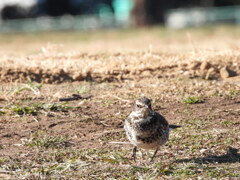 ねぇ♪一緒に遊ぼうよ