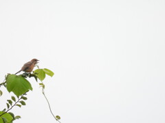 おチビが鳴いたよ♪
