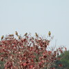 みんなで紅葉狩り♪