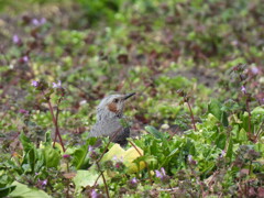 野草に囲まれて