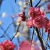 ホッと一息  (川沿い散策ー３)