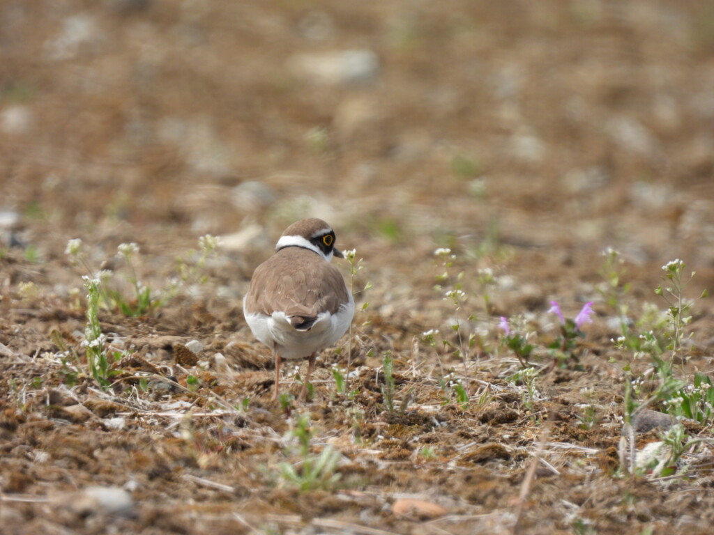 野の花が咲き始めましたよ～♪