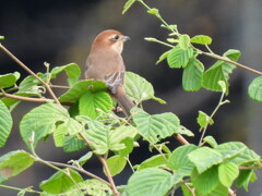 モズの高鳴き