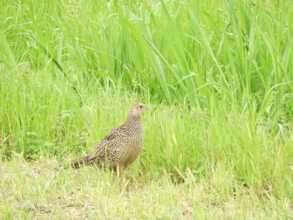キジさん