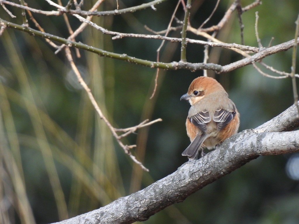 尾羽 ふりふり～♪