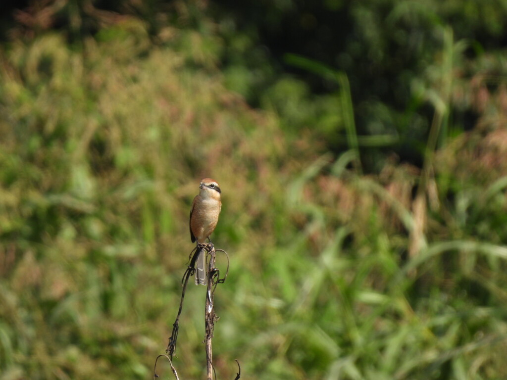 秋の声♪