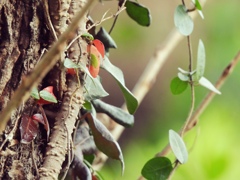 小さい秋 みーつけた♪ 小さい秋 みーつけた♪