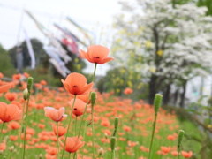 春風に揺れて～