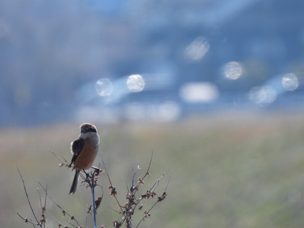 このくらいの風は　へっちゃらさ♪