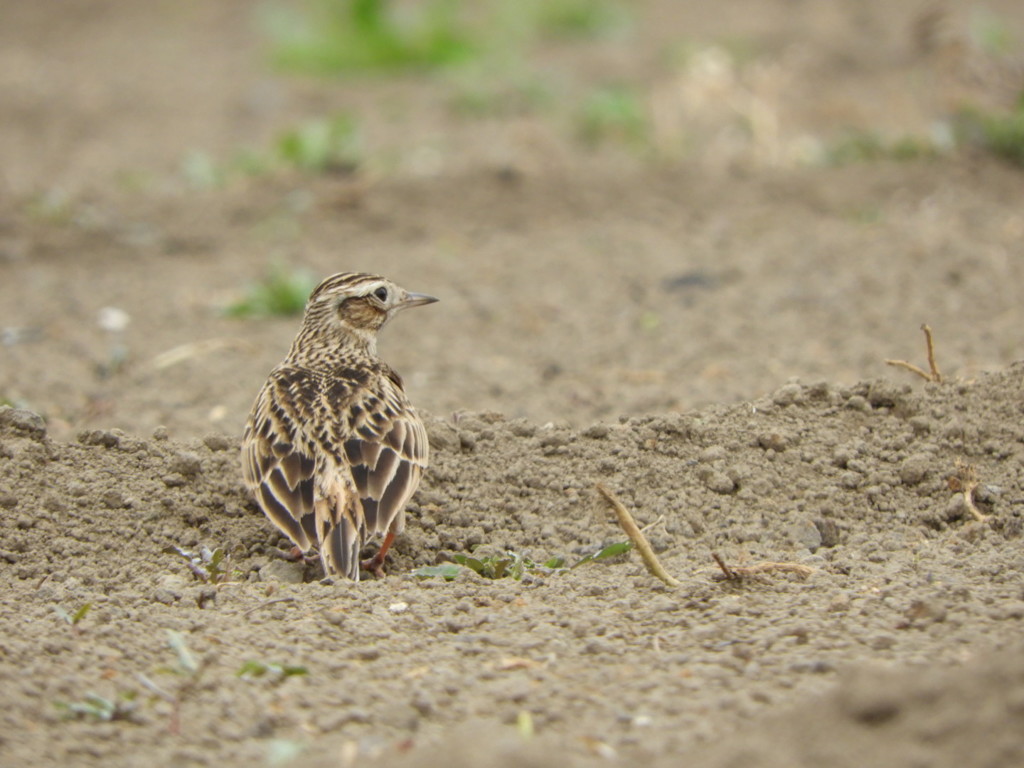 ヒバリさん