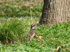 野草に囲まれてー３