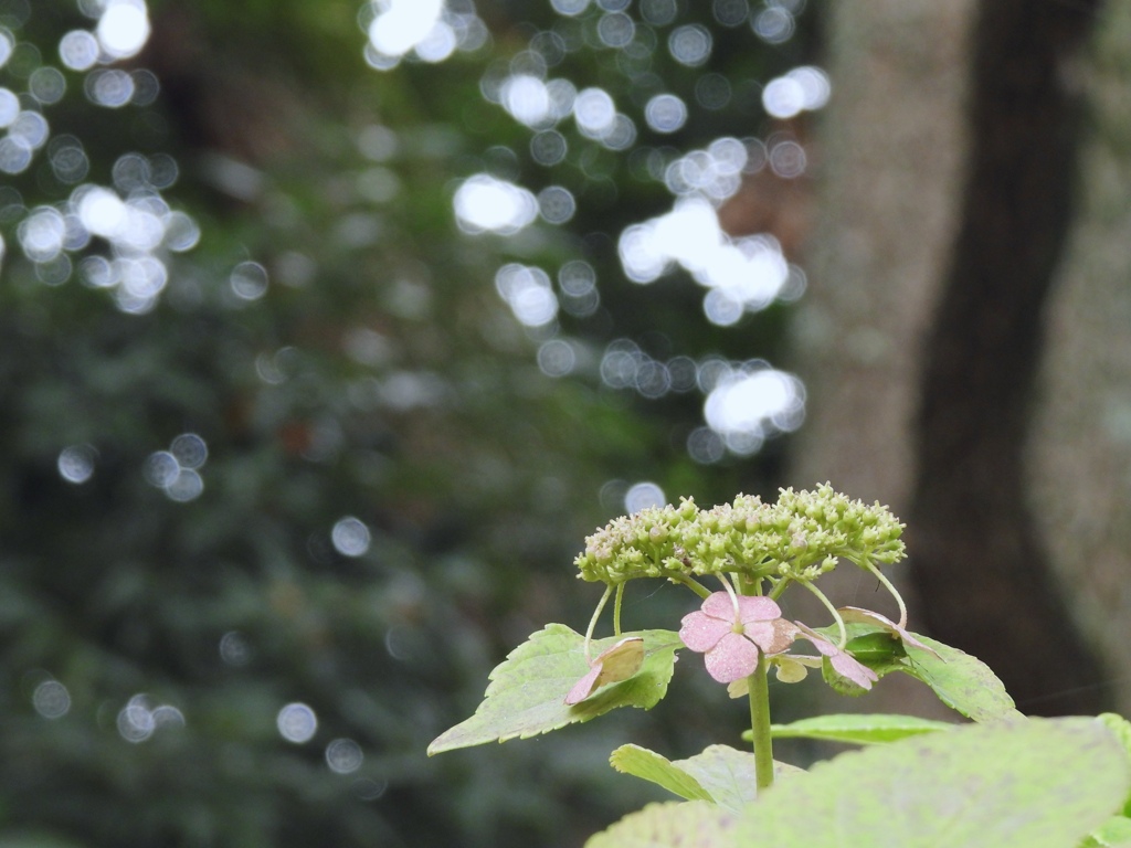 やさしいヒカリに包まれて