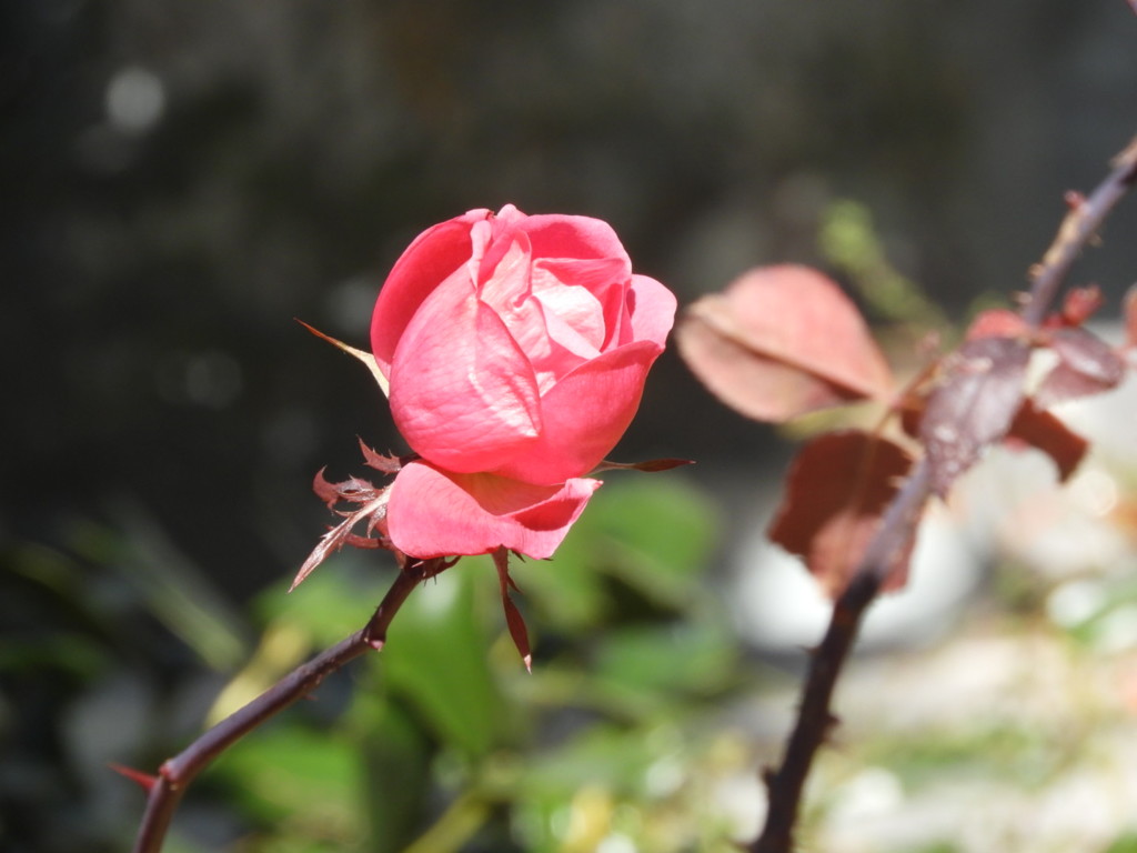 冬の薔薇