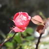 冬の薔薇