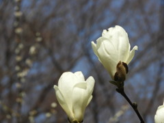白木蓮