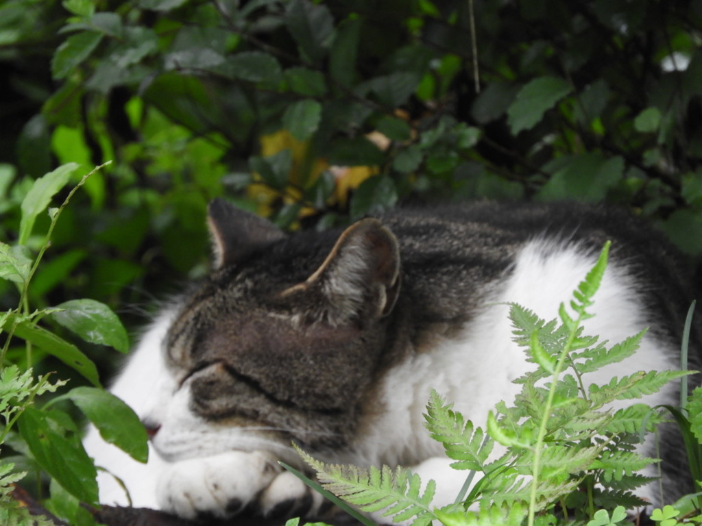 眠いのに！！
