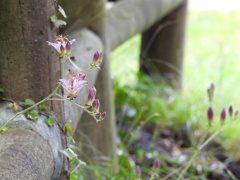 散歩道に咲く～♪