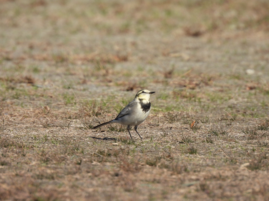 さて、どうしようかな？