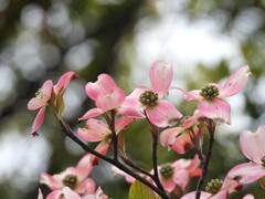 薄紅色の～♪