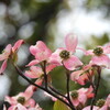 薄紅色の～♪