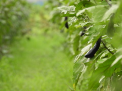 雨上がりの茄子畑