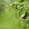 雨上がりの茄子畑