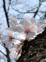 お花見しましょ♪