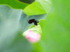 上手にかくれんぼ♪
