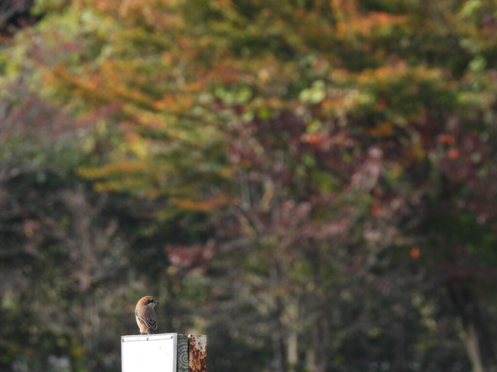 モズちゃんに誘われて～♪