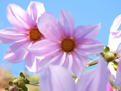 ふんわりと...空に咲く