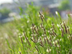 不思議な野の花...♪