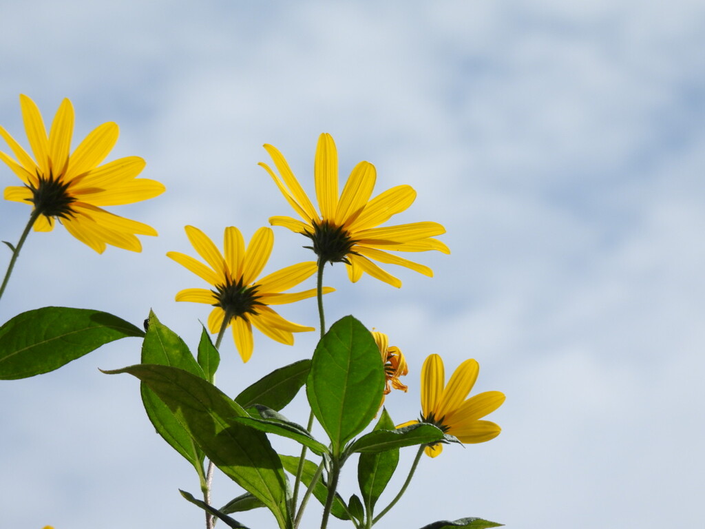 大空に向かって話そう♪