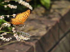 この蜜も好き^ ^