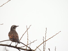 嬉しい歌声～♪