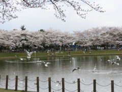 ユリカモメさんもお花見よ