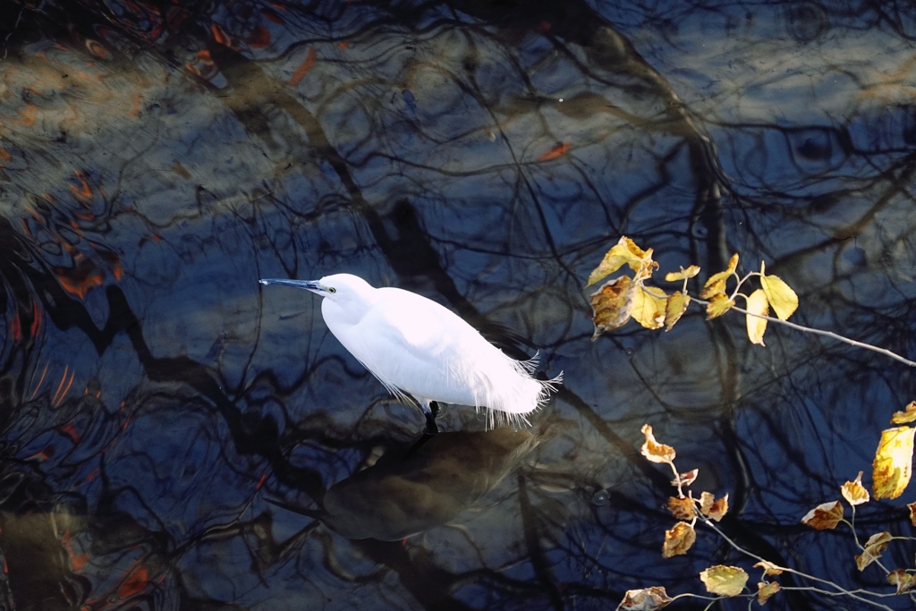 冬の川面はアートだね