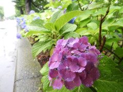 梅雨入り
